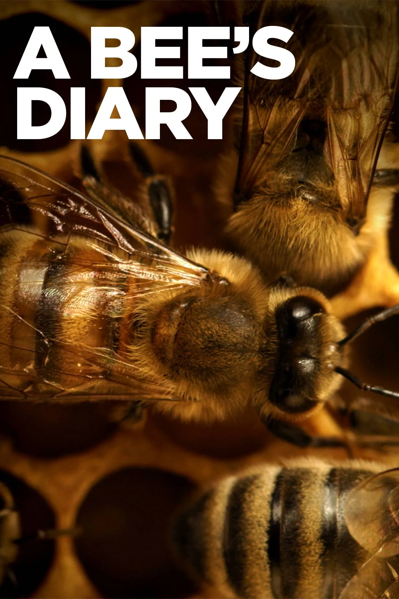     Dziennik pszczoły